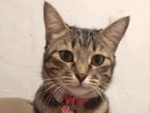 Gato raça SRD-ViraLata idade 3 anos nome Safira