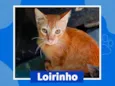 Loirinho