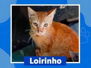 Gato raça SRD-ViraLata idade 7 a 11 meses nome Loirinho