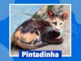 Pintadinha/RJ