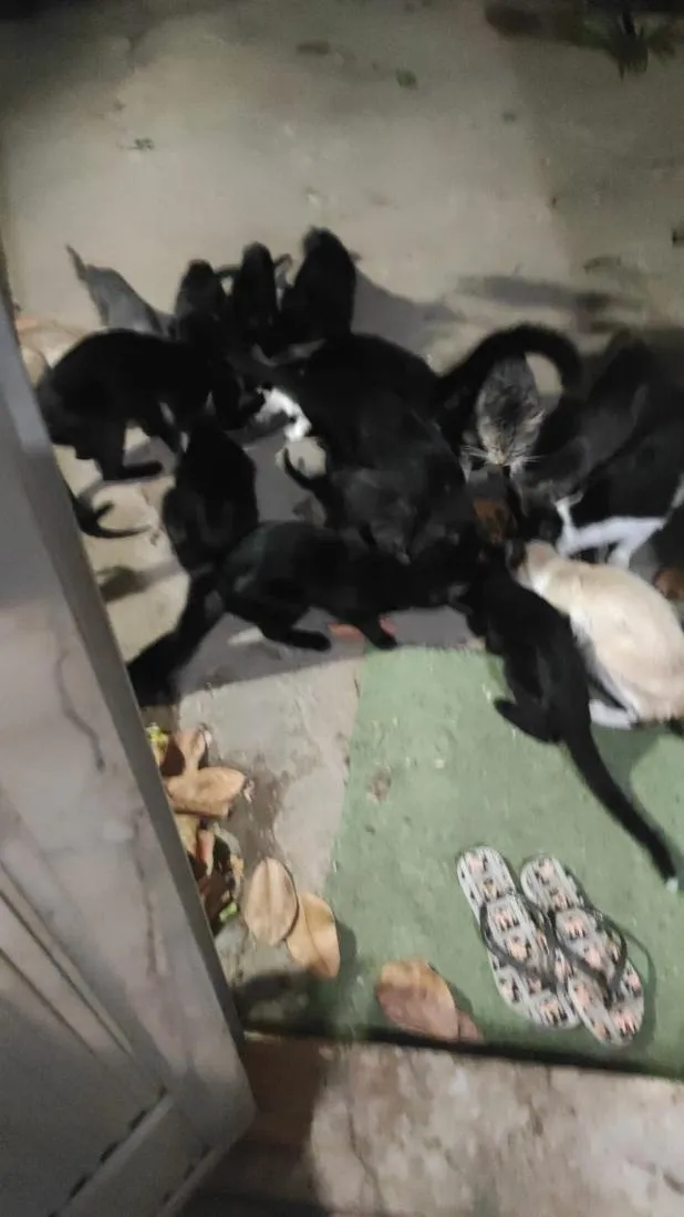 Gato raça SRD-ViraLata idade 2 a 6 meses nome nao tem nomes foram encontrados  na rua junto com a maezinha,nao tenho condições  de ficar com todos eles tem 4 meses e são 3 machos e 4 fêmeas.