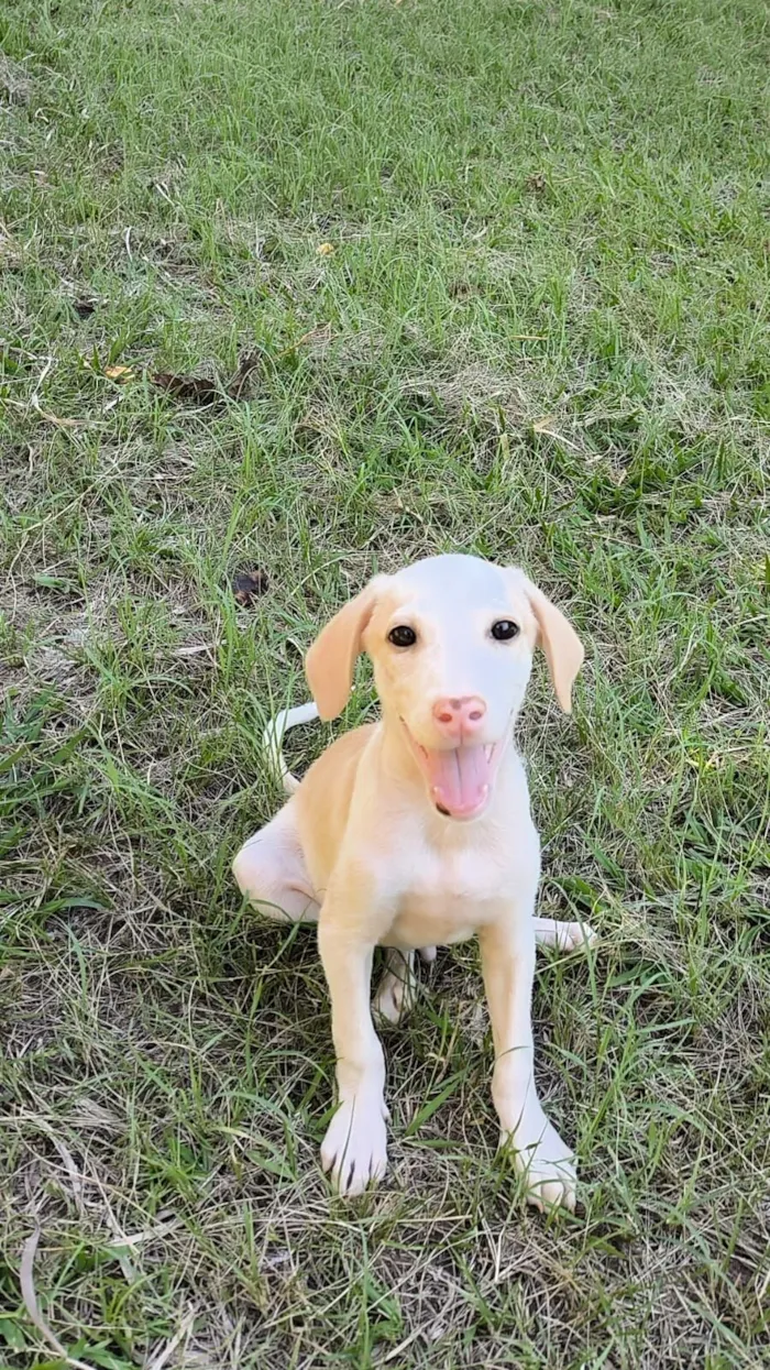 Cachorro raça SRD-ViraLata idade 2 a 6 meses nome Snow