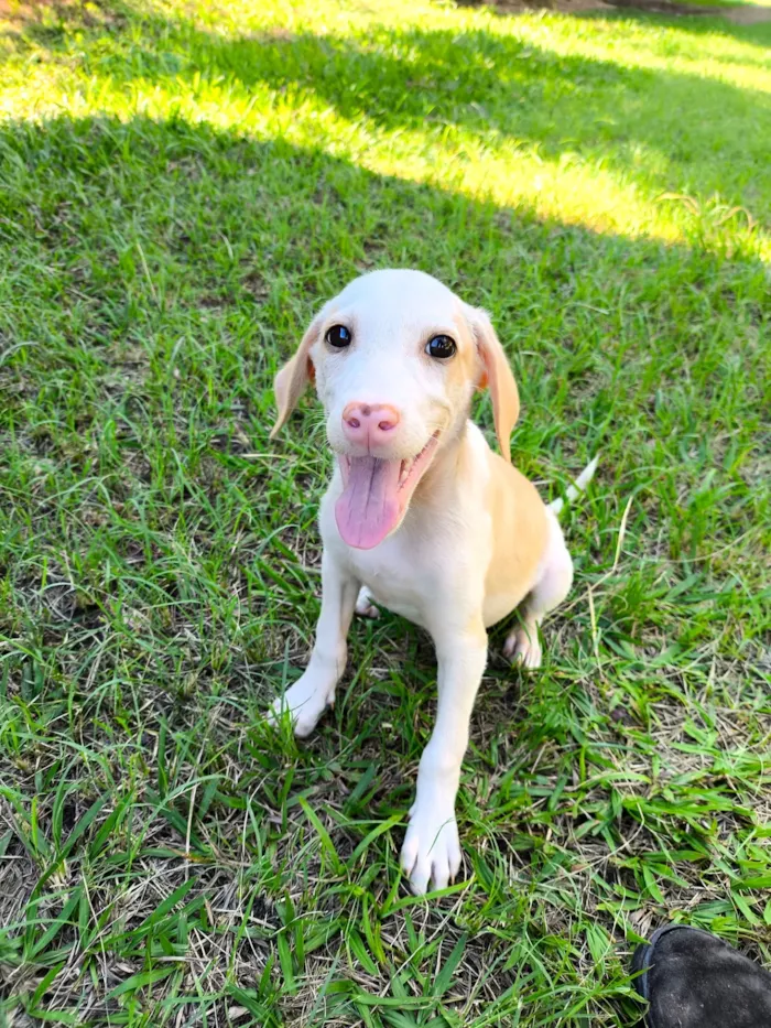 Cachorro raça SRD-ViraLata idade 2 a 6 meses nome Snow