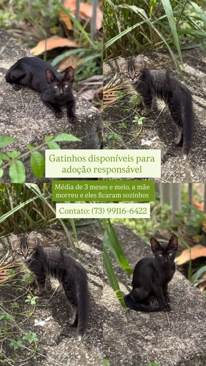 Gato raça SRD-ViraLata idade 2 a 6 meses nome sem nome 