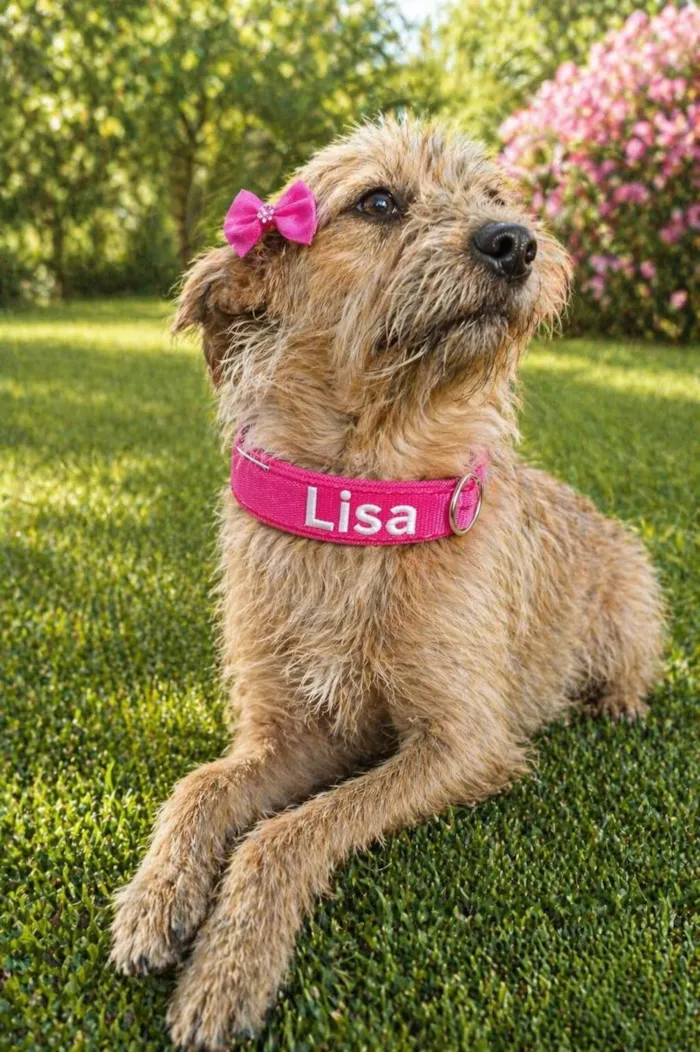 Cachorro raça SRD-ViraLata idade 1 ano nome Lisa