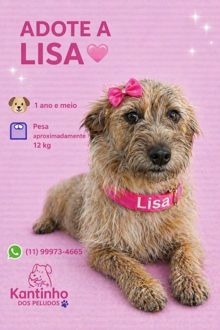 Cachorro raça SRD-ViraLata idade 1 ano nome Lisa