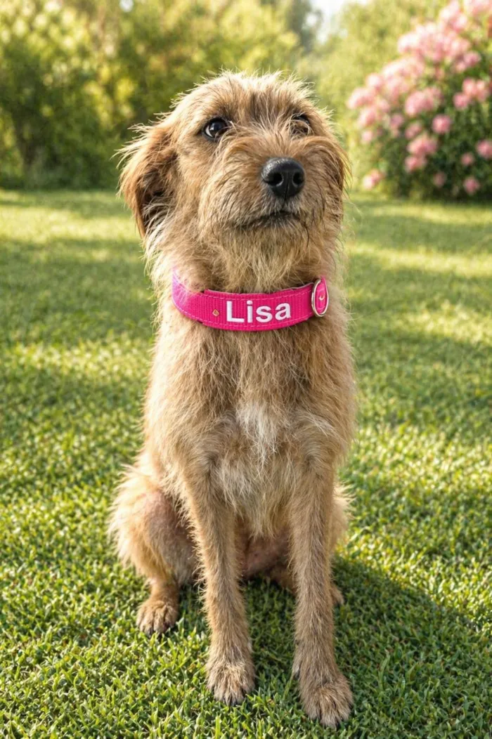 Cachorro raça SRD-ViraLata idade 1 ano nome Lisa