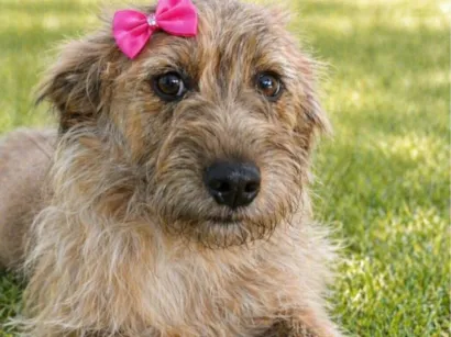 Cachorro raça SRD-ViraLata idade 1 ano nome Lisa