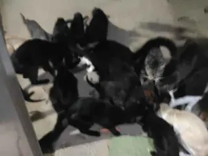 Gato raça SRD-ViraLata idade 2 a 6 meses nome nao tem nomes foram encontrados  na rua junto com a maezinha,nao tenho condições  de ficar com todos eles tem 4 meses e são 3 machos e 4 fêmeas.