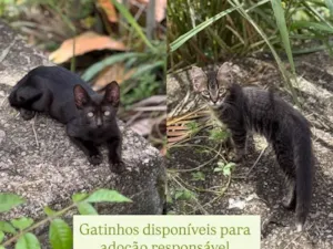 Gato raça SRD-ViraLata idade 2 a 6 meses nome sem nome 