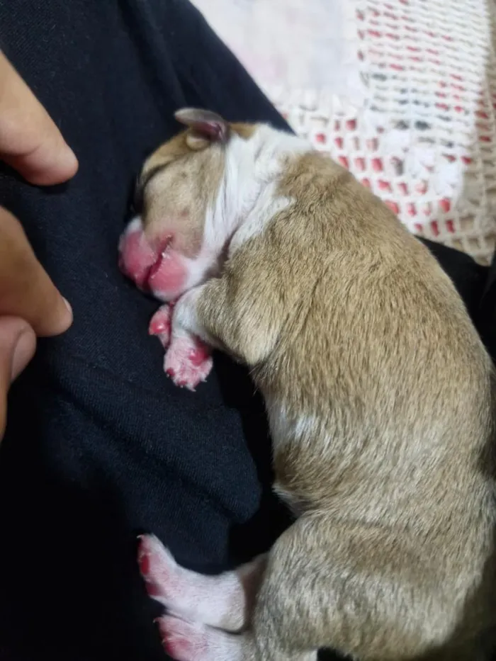 Cachorro raça SRD-ViraLata idade Abaixo de 2 meses nome mia 