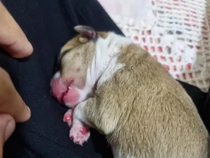 Cachorro raça SRD-ViraLata idade Abaixo de 2 meses nome mia 