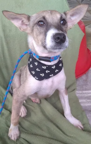 Cachorro raça SRD-ViraLata idade 7 a 11 meses nome IVAN