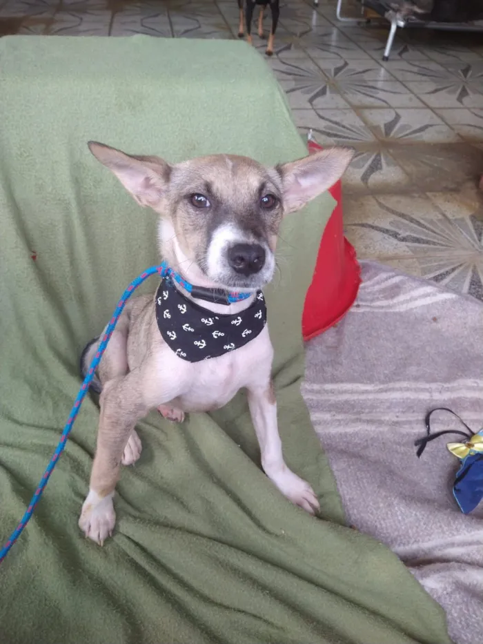 Cachorro raça SRD-ViraLata idade 7 a 11 meses nome IVAN