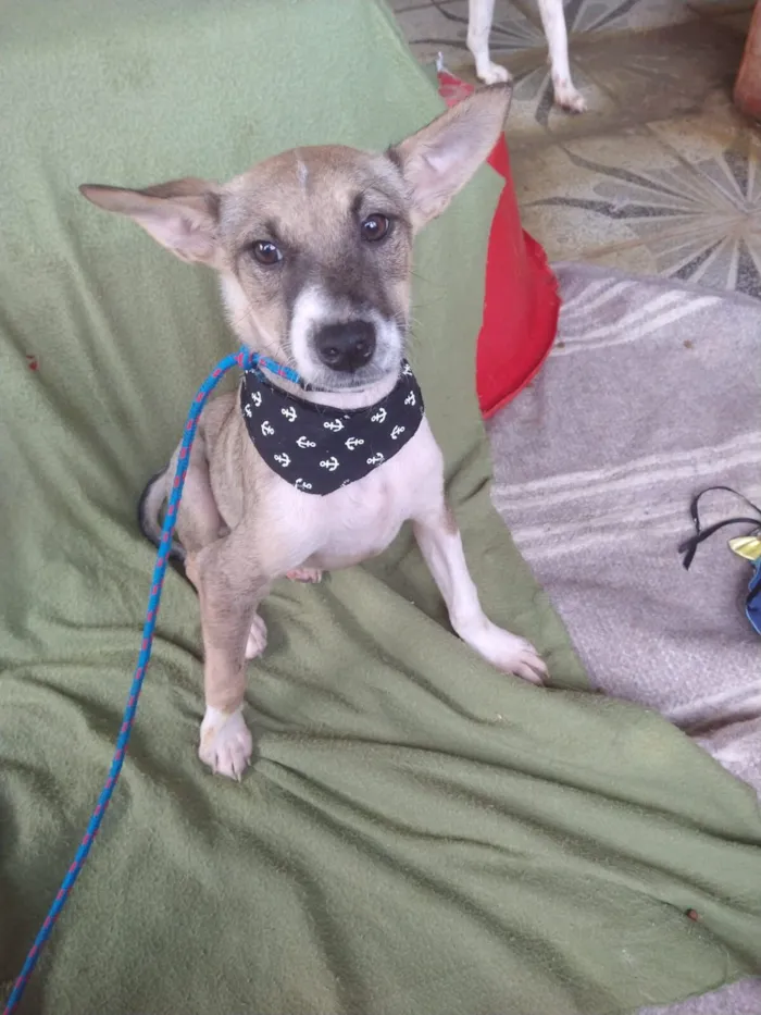 Cachorro raça SRD-ViraLata idade 7 a 11 meses nome IVAN