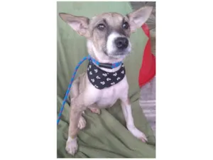 Cachorro raça SRD-ViraLata idade 7 a 11 meses nome IVAN J