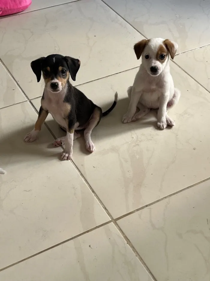 Cachorro raça SRD-ViraLata idade 2 a 6 meses nome Sem nkme