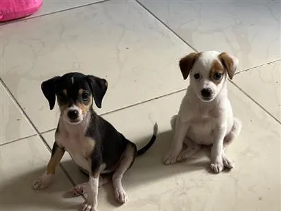 Cachorro raça SRD-ViraLata idade 2 a 6 meses nome Sem nkme