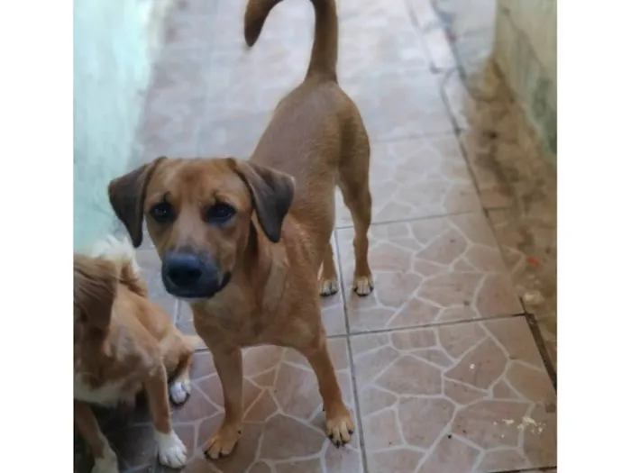Cachorro raça SRD-ViraLata idade 7 a 11 meses nome Jámorant