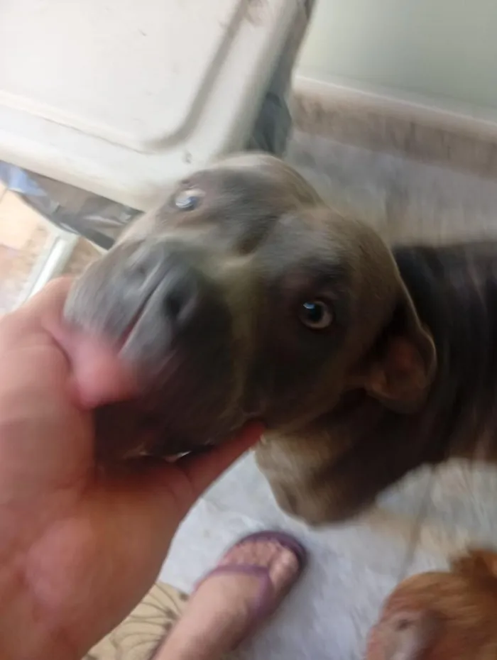 Cachorro raça SRD-ViraLata idade 1 ano nome nina