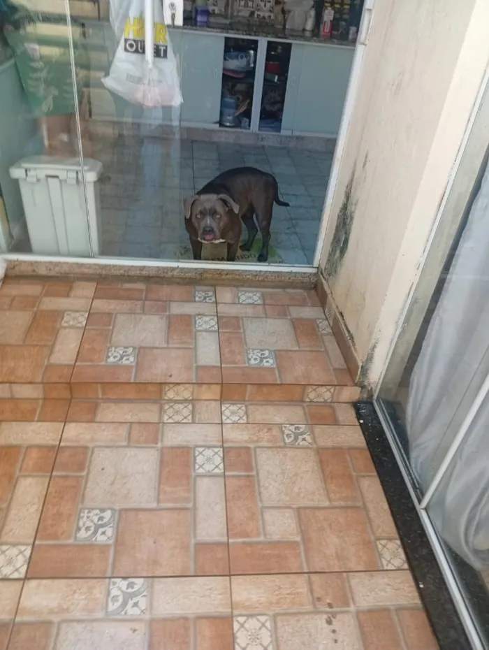 Cachorro raça SRD-ViraLata idade 1 ano nome nina