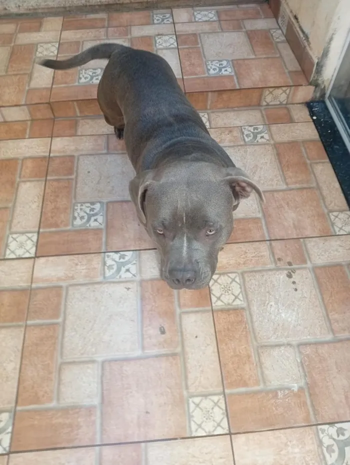 Cachorro raça SRD-ViraLata idade 1 ano nome nina