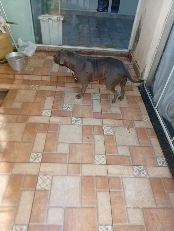 Cachorro raça SRD-ViraLata idade 1 ano nome nina