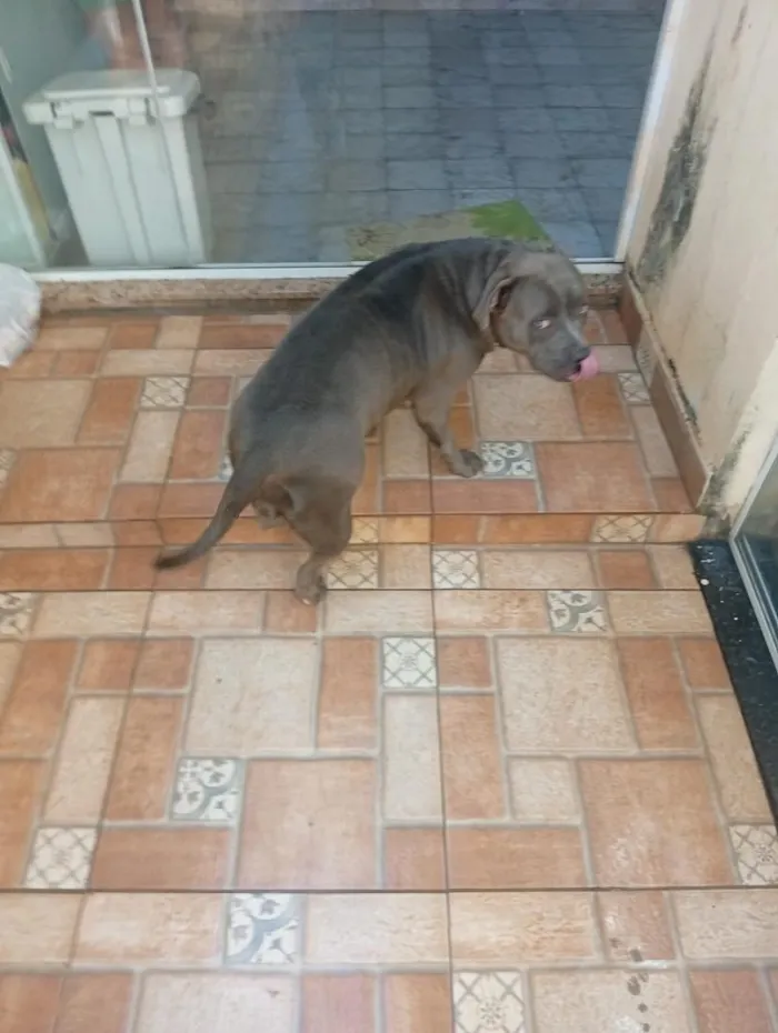 Cachorro raça SRD-ViraLata idade 1 ano nome nina