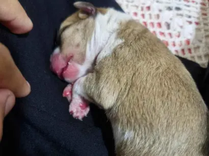 Cachorro raça SRD-ViraLata idade Abaixo de 2 meses nome mia 