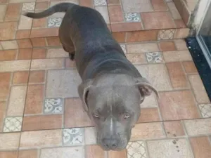 Cachorro raça SRD-ViraLata idade 1 ano nome nina