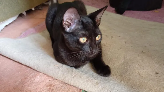 Gato raça SRD-ViraLata idade 2 a 6 meses nome Franjinha e Banguela 