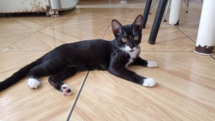 Gato raça SRD-ViraLata idade 2 a 6 meses nome Franjinha e Banguela 