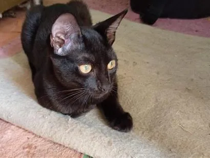 Gato raça SRD-ViraLata idade 2 a 6 meses nome Franjinha e Banguela 