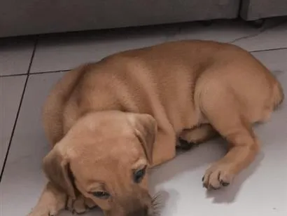Cachorro raça SRD-ViraLata idade 2 a 6 meses nome Sol