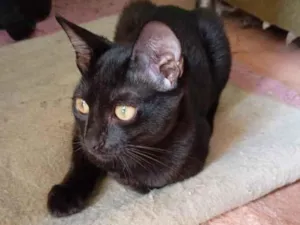 Gato raça SRD-ViraLata idade 2 a 6 meses nome Franjinha e Banguela 