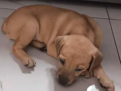 Cachorro raça SRD-ViraLata idade 2 a 6 meses nome Sol