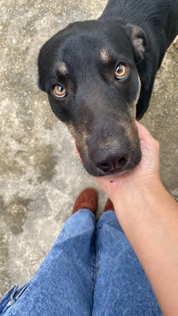 Cachorro raça SRD-ViraLata idade 2 anos nome Thor