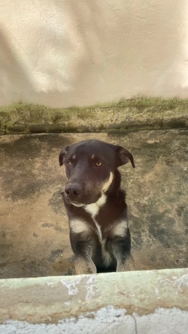 Cachorro raça SRD-ViraLata idade 2 anos nome Thor