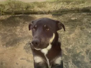 Cachorro raça SRD-ViraLata idade 2 anos nome Thor