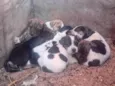 Doguinho