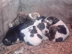 Cachorro raça SRD-ViraLata idade Abaixo de 2 meses nome Doguinho