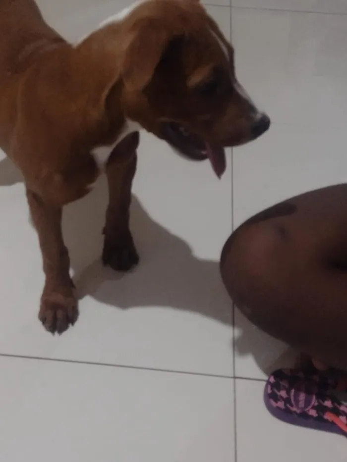 Cachorro raça SRD-ViraLata idade 1 ano nome Isadora 