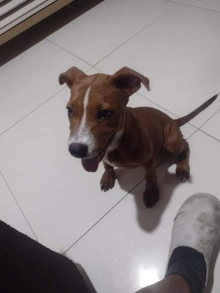 Cachorro raça SRD-ViraLata idade 1 ano nome Isadora 