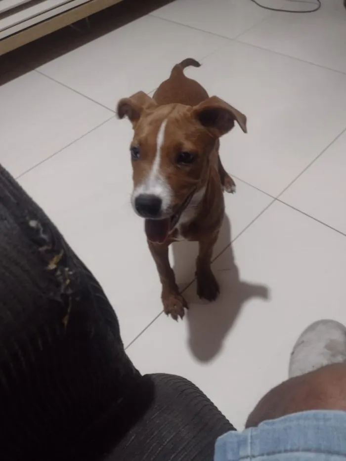 Cachorro raça SRD-ViraLata idade 1 ano nome Isadora 