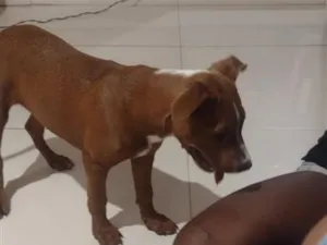Cachorro raça SRD-ViraLata idade 1 ano nome Isadora 