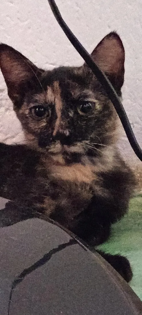 Gato raça SRD-ViraLata idade 7 a 11 meses nome nao há nome