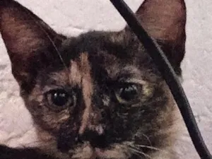 Gato raça SRD-ViraLata idade 7 a 11 meses nome nao há nome