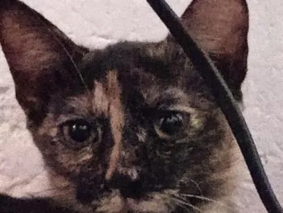 Gato raça SRD-ViraLata idade 7 a 11 meses nome nao há nome