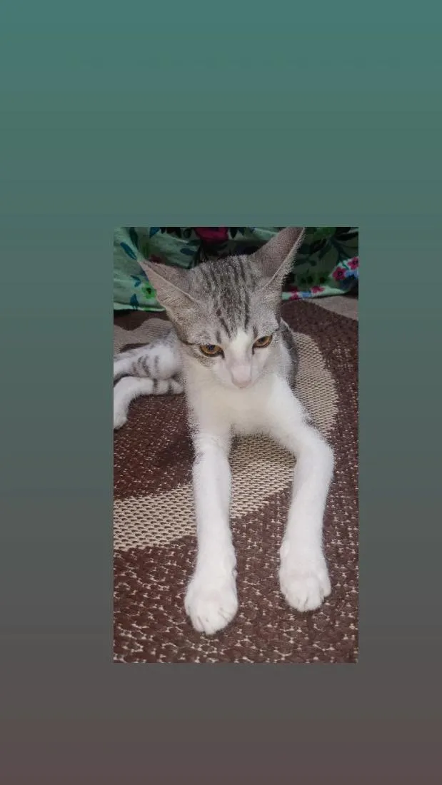 Gato raça SRD-ViraLata idade 2 a 6 meses nome amora