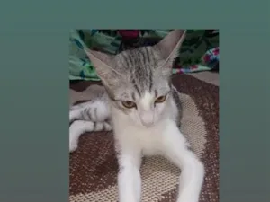 Gato raça SRD-ViraLata idade 2 a 6 meses nome amora